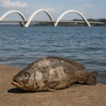 SEGURO-DEFESO: ANMP DENUNCIOU FRAUDES EM 2016